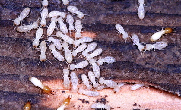 白蚁分飞季倒计时！家庭+商业，双场景防蚁实战指南